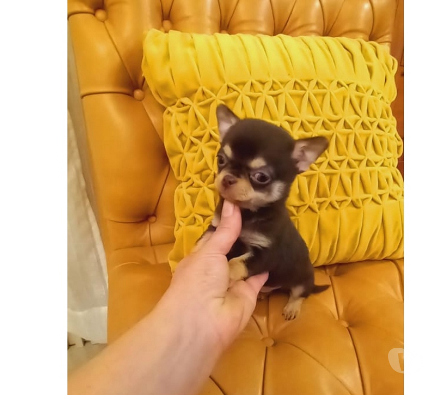 Gatos en Venta Santiago Santiago - Fotos de Machitos Chihuahua pelo corto 2 meses de edad