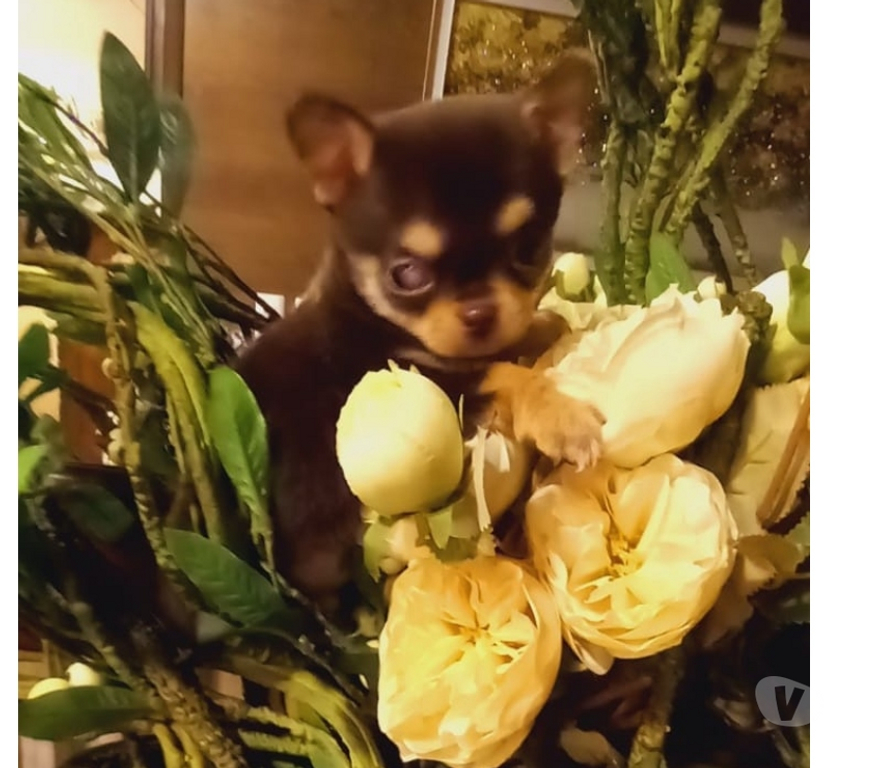 Gatos en Venta Santiago Santiago - Fotos de Machitos Chihuahua pelo corto 2 meses de edad