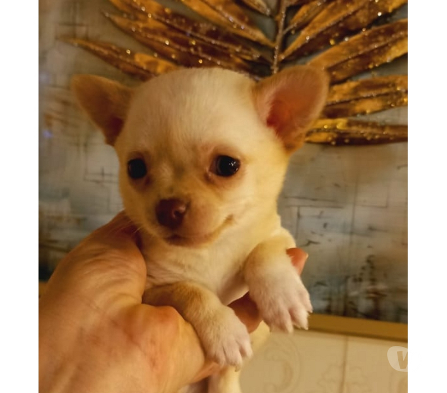 Gatos en Venta Santiago Santiago - Fotos de Machitos Chihuahua pelo corto 2 meses de edad