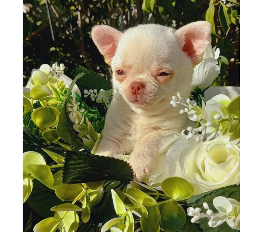 Gatos en Venta Santiago Santiago - Fotos de Machitos Chihuahua pelo corto 2 meses de edad