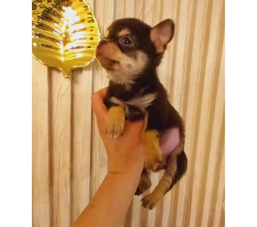 Gatos en Venta Santiago Santiago - Fotos de Machitos Chihuahua pelo corto 2 meses de edad