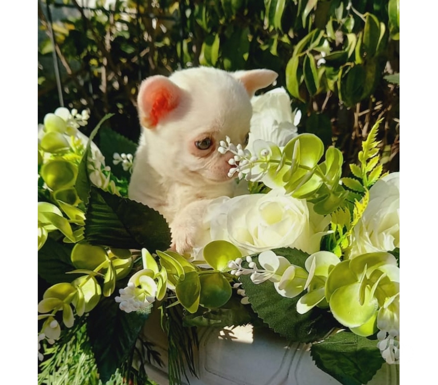 Gatos en Venta Santiago Santiago - Fotos de Machitos Chihuahua pelo corto 2 meses de edad