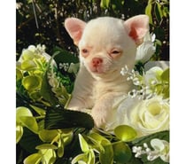 Machitos Chihuahua pelo corto 2 meses de edad