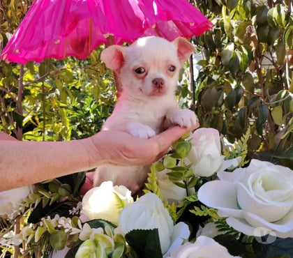 Gatos en Venta Santiago Santiago - Fotos de Machito Chihuahua pelo corto (+569 71241718)