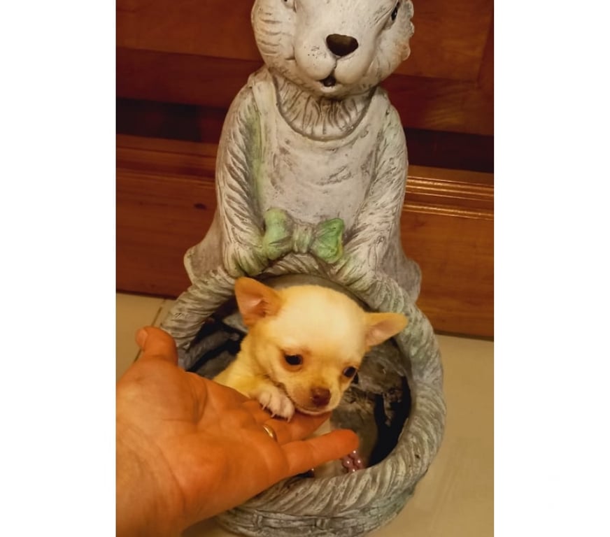 Gatos en Venta Santiago Santiago - Fotos de Hermoso cachorrito Chihuahua color crema