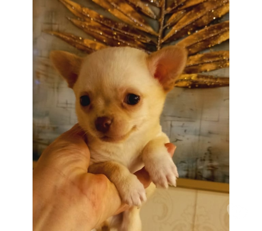Gatos en Venta Santiago Santiago - Fotos de Hermoso cachorrito Chihuahua color crema