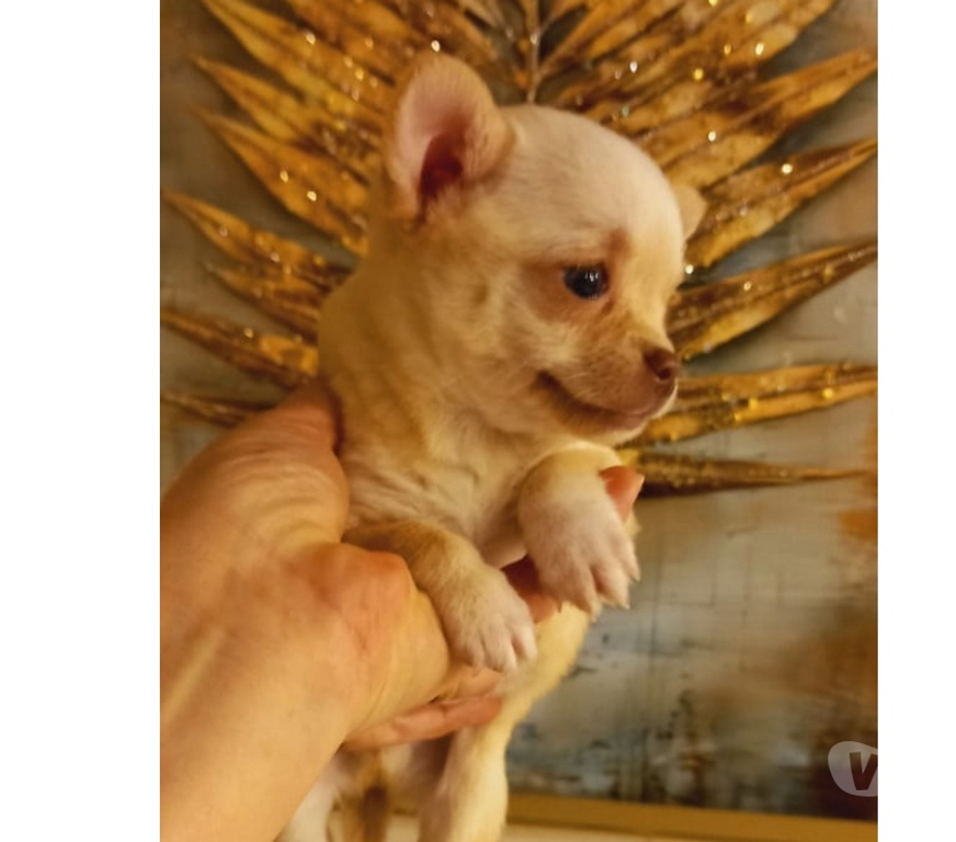 Gatos en Venta Santiago Santiago - Fotos de Hermoso cachorrito Chihuahua color crema