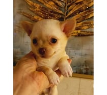 Hermoso cachorrito Chihuahua color crema