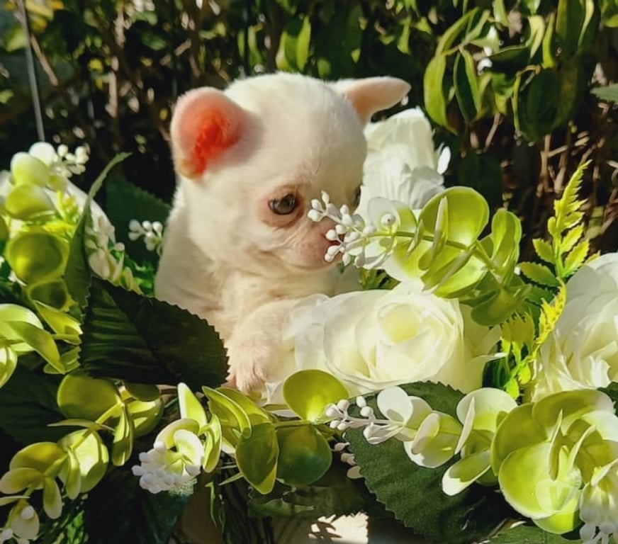 Gatos en Venta Santiago Santiago - Fotos de Lindo Chihuahua pelo corto, color blanco