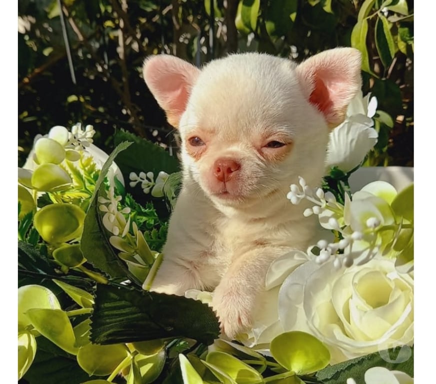 Gatos en Venta Santiago Santiago - Fotos de Lindo Chihuahua pelo corto, color blanco