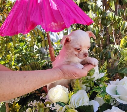 Mascotas en Venta Santiago Santiago - Fotos de Lindo Chihuahua pelo corto, color blanco