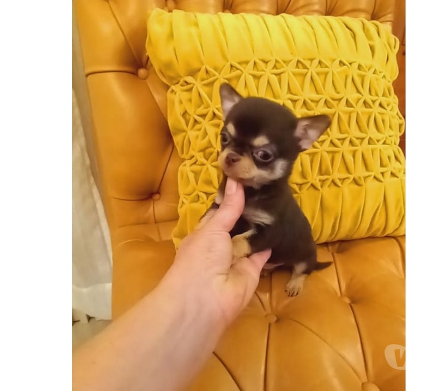 Gatos en Venta Santiago Santiago - Fotos de Hermoso Chihuahua pelo corto color Chocolate