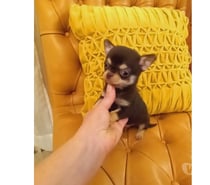 Hermoso Chihuahua pelo corto color Chocolate