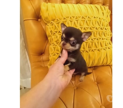 Mascotas en Venta Santiago Santiago - Fotos de Hermoso Chihuahua pelo corto color Chocolate