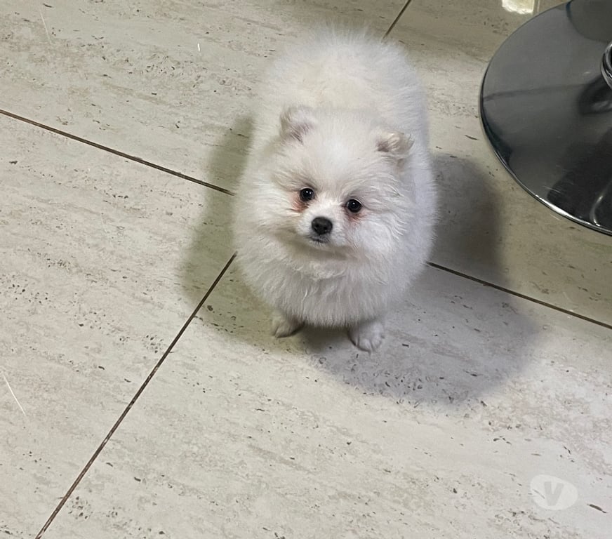 Gatos en Venta Cordillera Puente Alto - Fotos de Linda Pomeranea de 2 meses