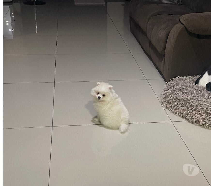 Gatos en Venta Cordillera Puente Alto - Fotos de Linda Pomeranea de 2 meses
