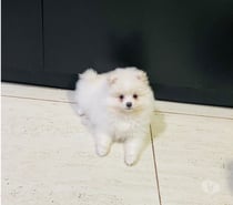 Linda Pomeranea de 2 meses