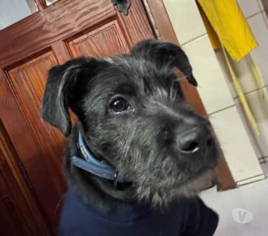 Adopción ed Animales Santiago Las Condes - Fotos de Perrito en adopción