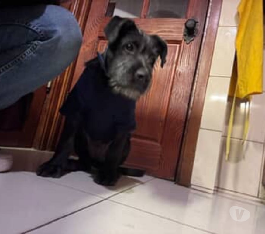 Adopción ed Animales Santiago Las Condes - Fotos de Perrito en adopción