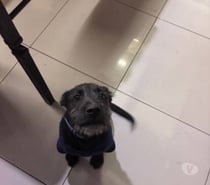 Perrito en adopción