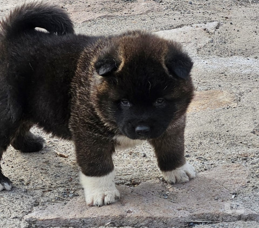 Gatos en Venta Valparaíso Valparaíso - Fotos de Cachorros akita americano machos