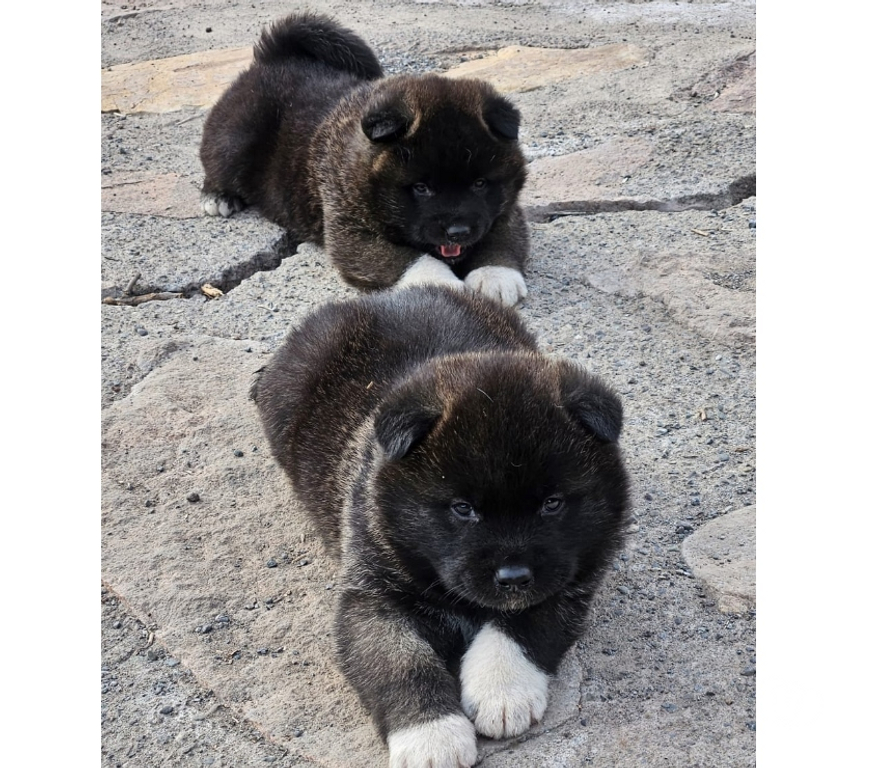 Gatos en Venta Valparaíso Valparaíso - Fotos de Cachorros akita americano machos