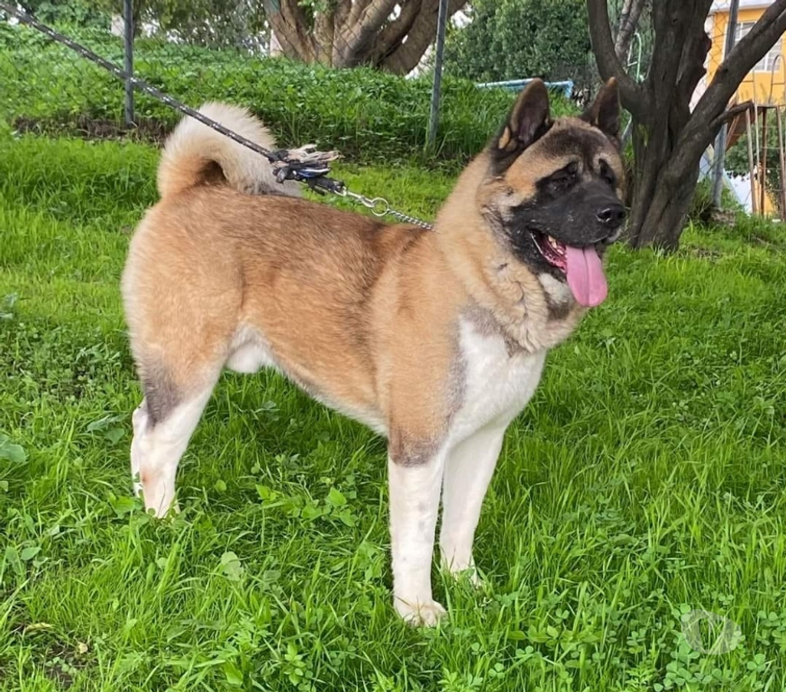 Gatos en Venta Valparaíso Valparaíso - Fotos de Cachorros akita americano machos