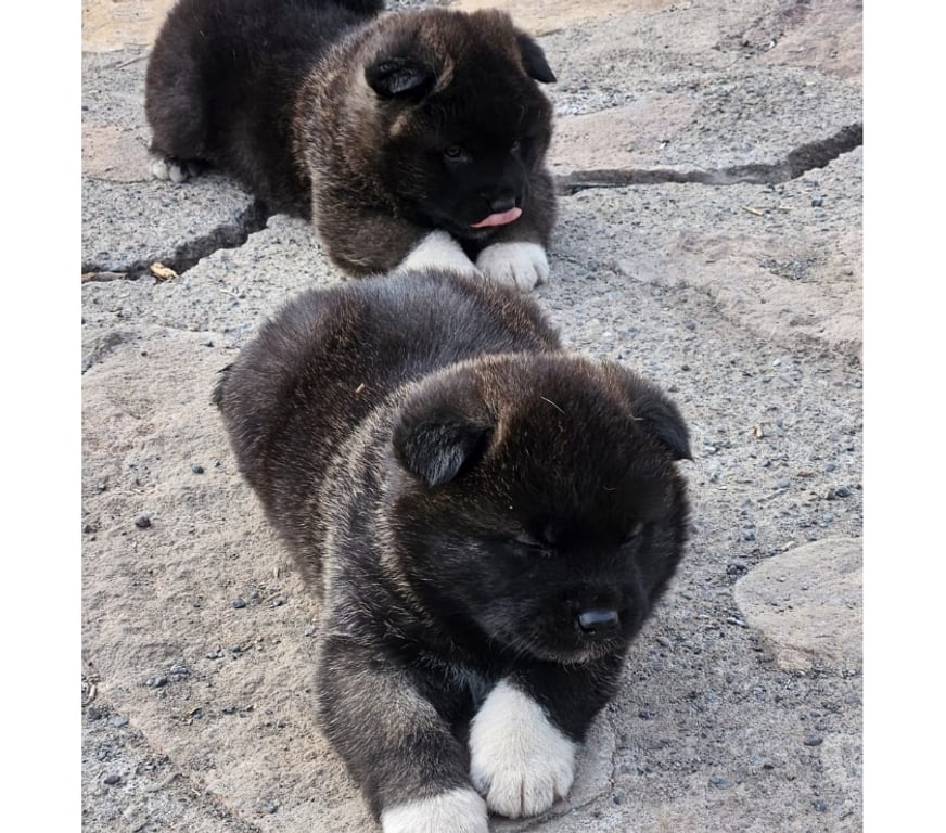 Gatos en Venta Valparaíso Valparaíso - Fotos de Cachorros akita americano machos