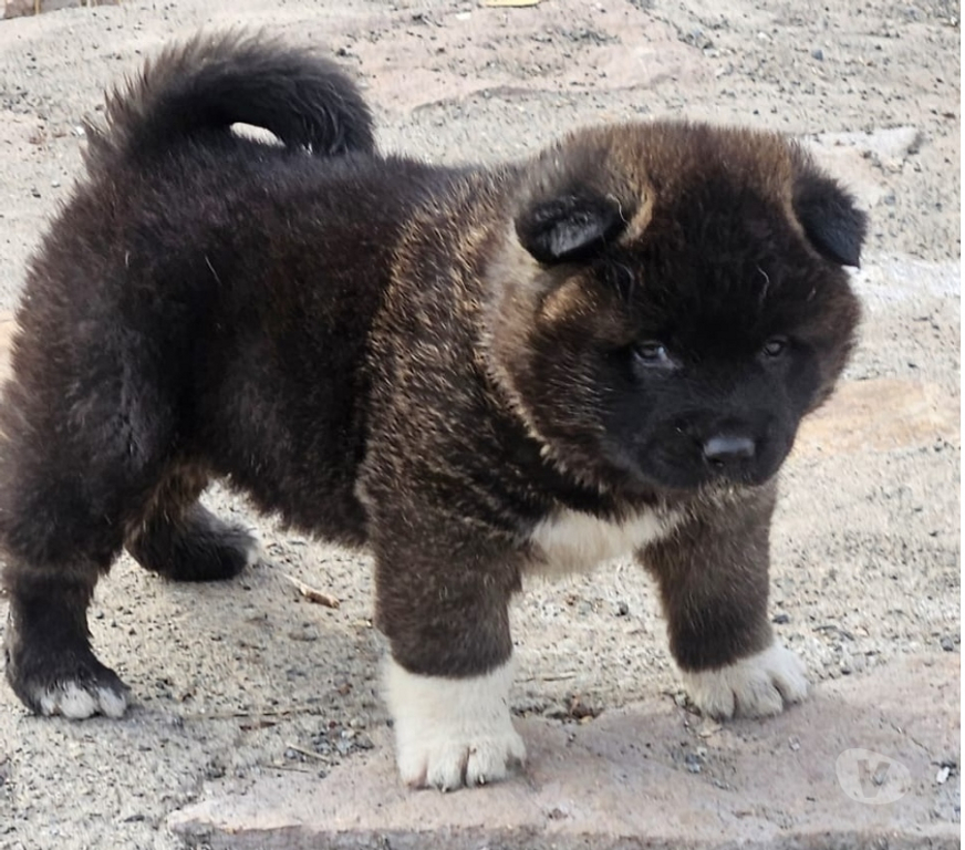 Gatos en Venta Valparaíso Valparaíso - Fotos de Cachorros akita americano machos