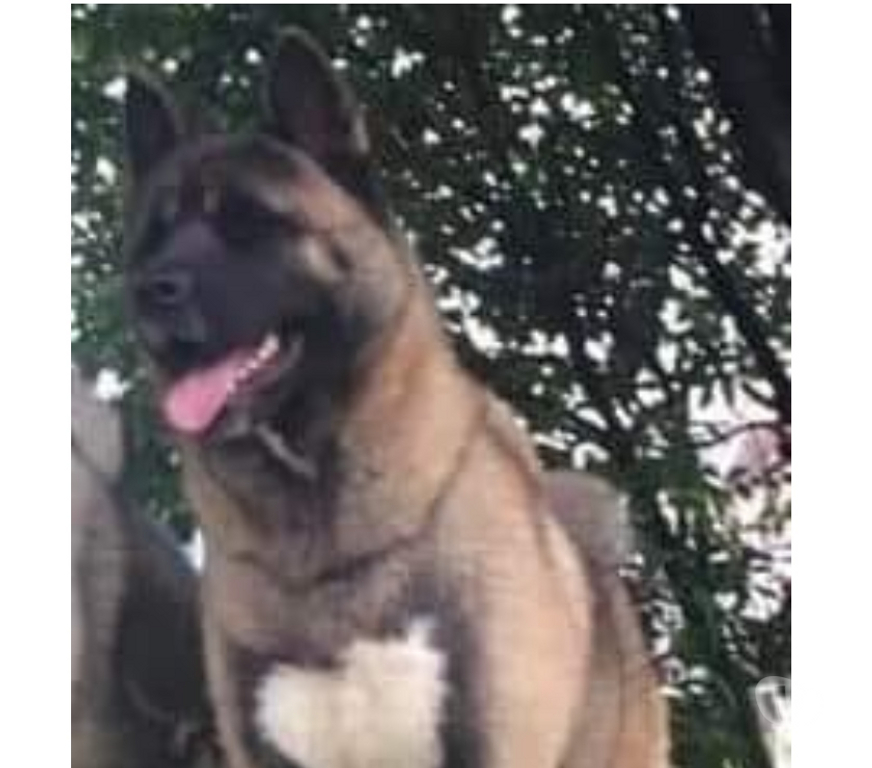 Gatos en Venta Valparaíso Valparaíso - Fotos de Cachorros akita americano machos