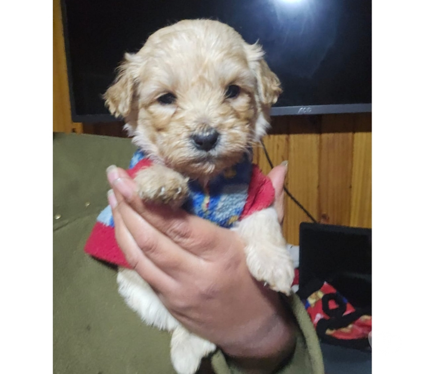 Gatos en Venta Valparaíso Valparaíso - Fotos de Cachorr@s Maltipoo