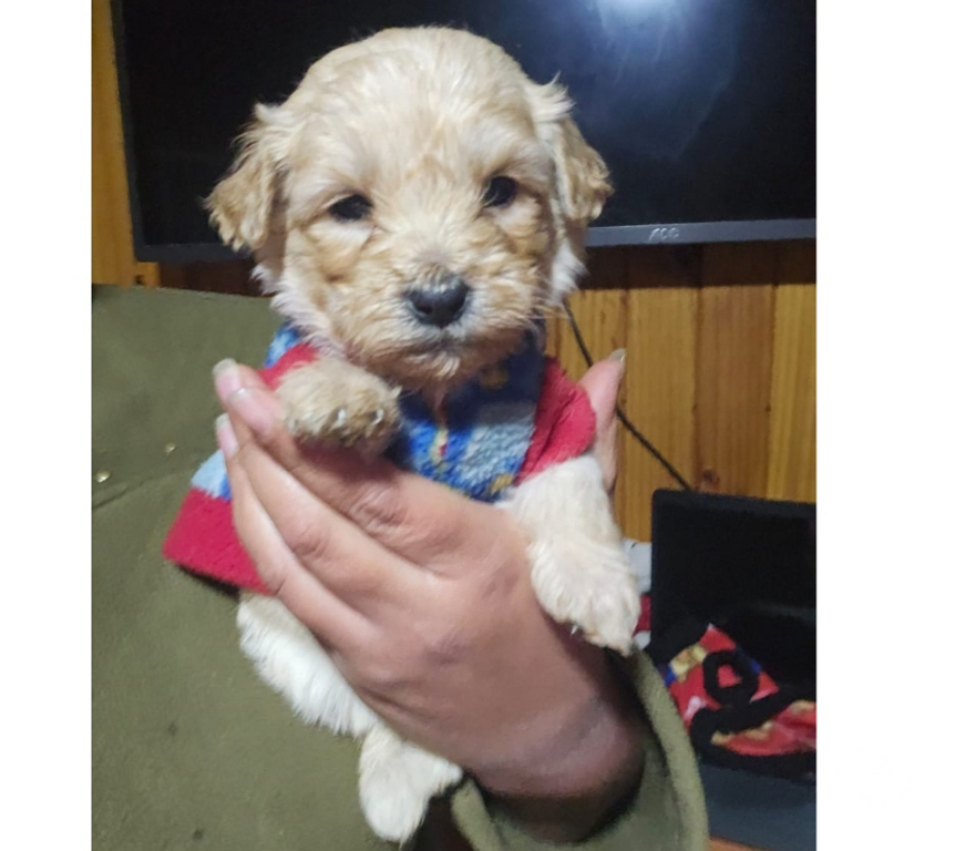 Gatos en Venta Valparaíso Valparaíso - Fotos de Cachorr@s Maltipoo