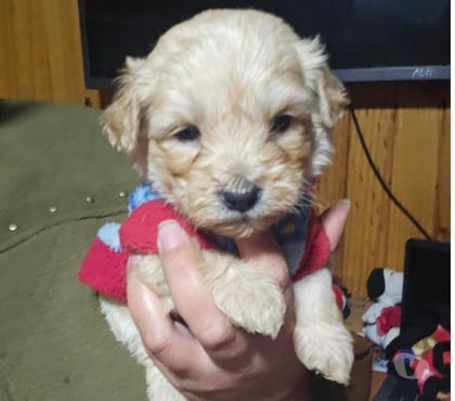 Venta de Mascotas Valparaíso Valparaíso - Fotos de Cachorr@s Maltipoo