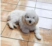 Se regala poodle raza chika x espacio yo vivo endepartamento