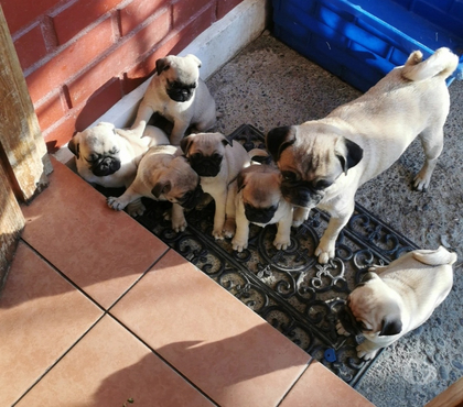 Gatos en Venta Quilpué Valparaíso - Fotos de HERMOSOS PUG💛🐕