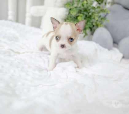Mascotas en Venta Santiago Santiago - Fotos de Cachorros chihuahuas
