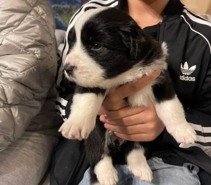 Gatos en Venta Santiago Santiago - Fotos de Cachorros border collie