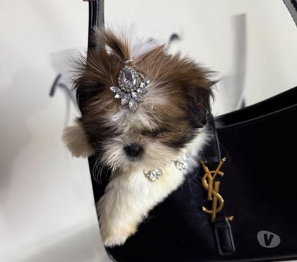 Mascotas en Venta Santiago Santiago - Fotos de Cachorros shih tzu