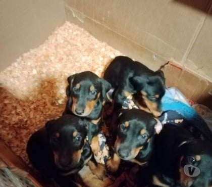 Venta de Mascotas Santiago Santiago - Fotos de Cachorros doberman