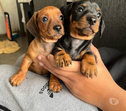 Venta de Mascotas Santiago Santiago - Fotos de Cachorros salchichas