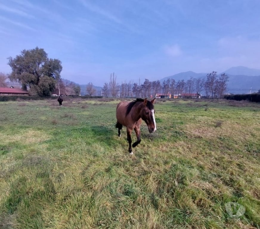 Parcelas en Venta Maipo Paine - Fotos de Lote de 5.085 m2, Aculeo-Paine, Condominio El Castaño.