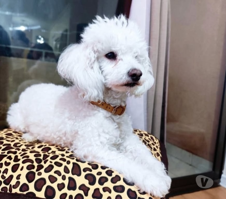 Gatos en Venta Llanquihue Puerto Montt - Fotos de Poodle toy cachorros