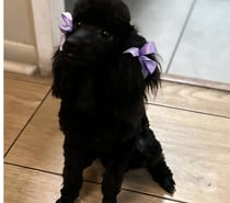 Poodle toy cachorros