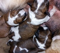 San Bernardo cachorros