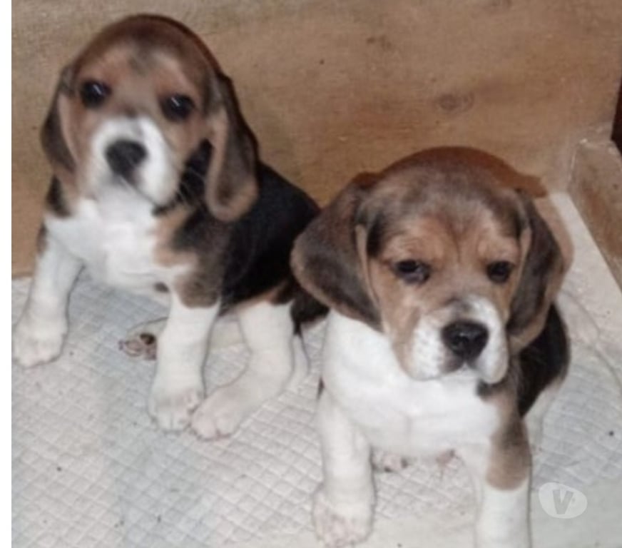 Gatos en Venta Llanquihue Frutillar - Fotos de Beagles cachorros