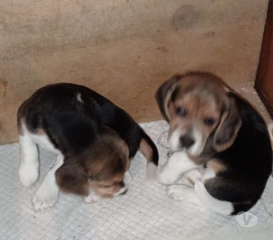 Gatos en Venta Llanquihue Frutillar - Fotos de Beagles cachorros