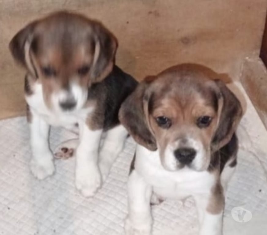 Gatos en Venta Llanquihue Frutillar - Fotos de Beagles cachorros