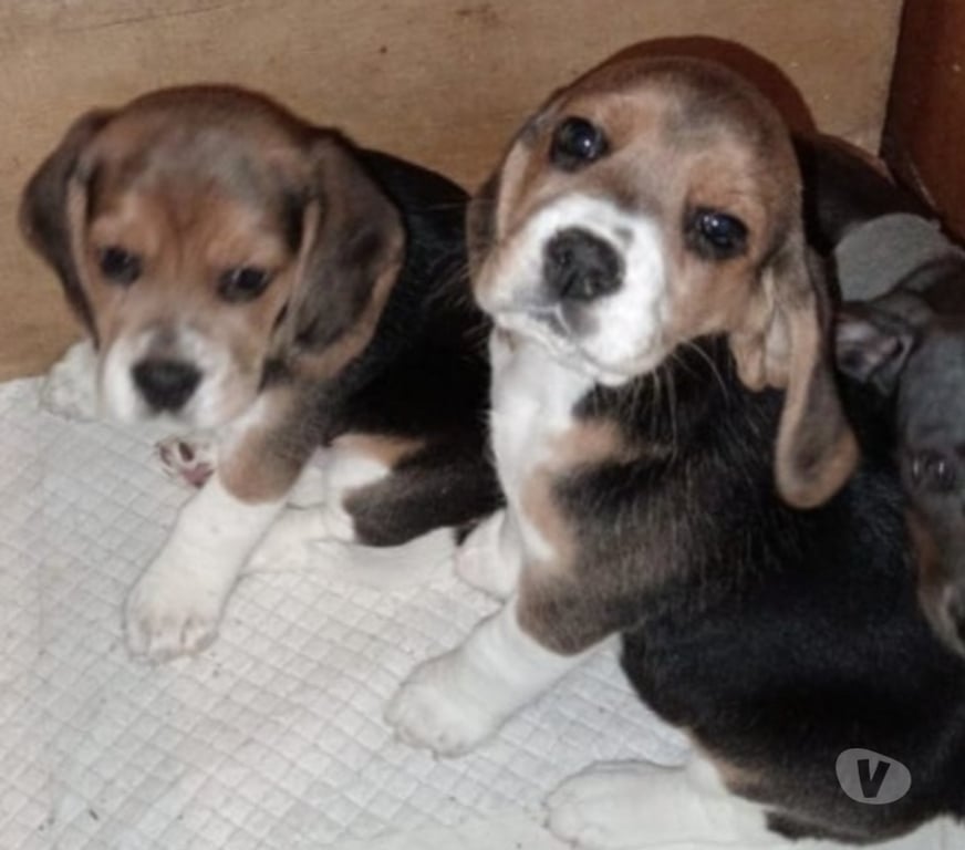 Gatos en Venta Llanquihue Frutillar - Fotos de Beagles cachorros