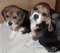 Beagles cachorros