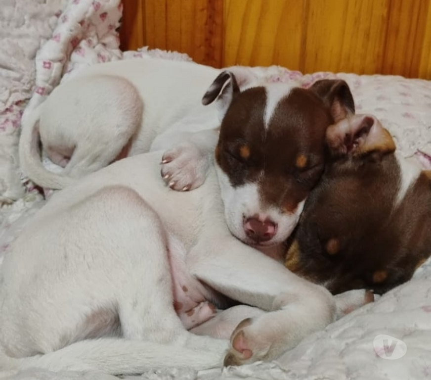 Gatos en Venta Valparaíso Valparaíso - Fotos de Terrier chileno marrón